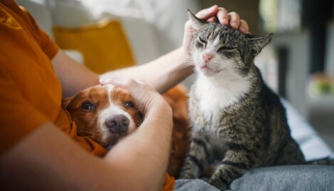 Berührung, die tröstet: Jede Spende ermöglicht es uns, Mensch und Tier beizustehen.