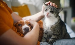 Berührung, die tröstet: Jede Spende ermöglicht es uns, Mensch und Tier beizustehen.