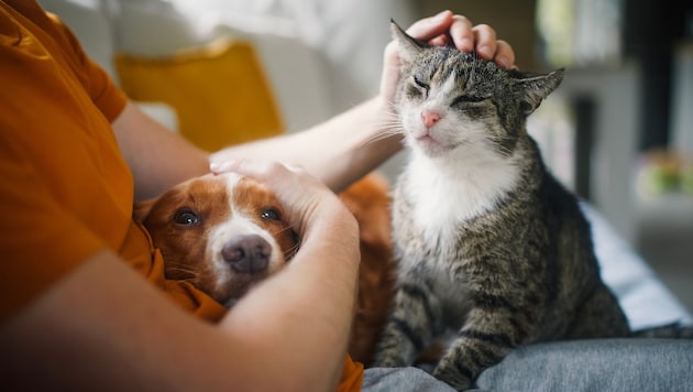 Berührung, die tröstet: Jede Spende ermöglicht es uns, Mensch und Tier beizustehen.