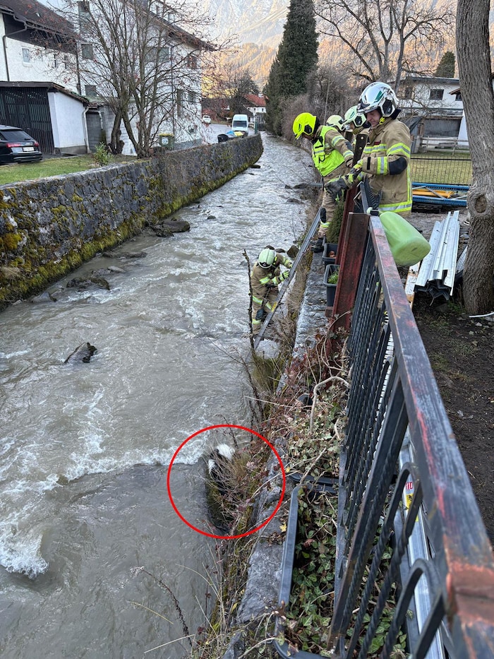 Das Tier musste auf einem Stein ausharren.