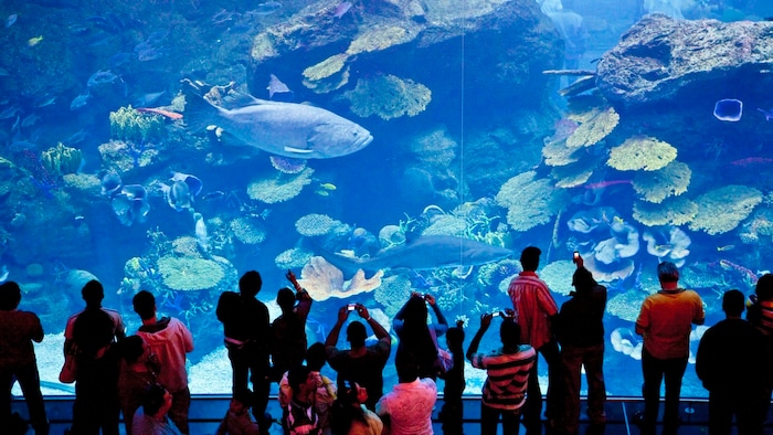 Hai trifft Haute Couture – das Aquarium in der Dubai Mall.