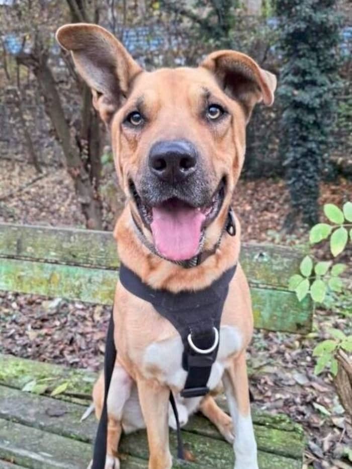 Balu sucht sportliches neuen Besitzer