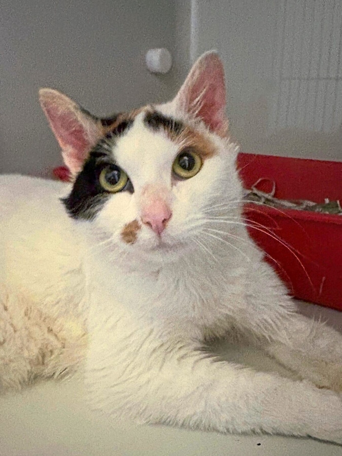 Dreifärbige Katze in Graz zugelaufen