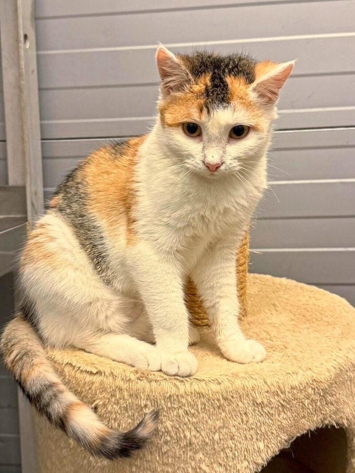 Herzige Katzendame Odessa sucht Zuhause