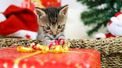 Tiere sind keine Geschenke, sondern Familienmitglieder.