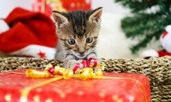 Tiere sind keine Geschenke, sondern Familienmitglieder.