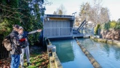 Auch beim Lokalaugenschein der „Krone“ war das Surren am Almkanal deutlich zu hören.