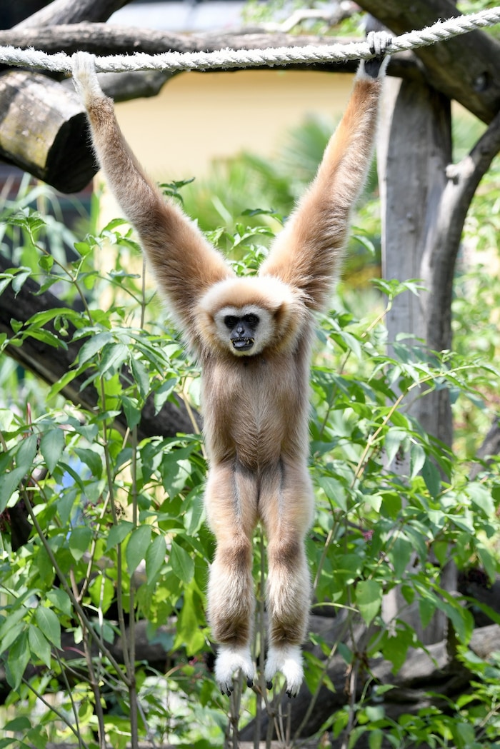 Wir Menschen sind treuer als Weißhandgibbons.