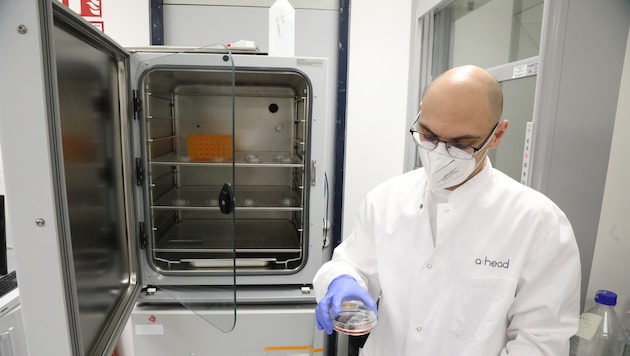 Im Nährmedium sind unter anderem Proteine und Vitamine. Sie helfen den darin enthaltenen ...