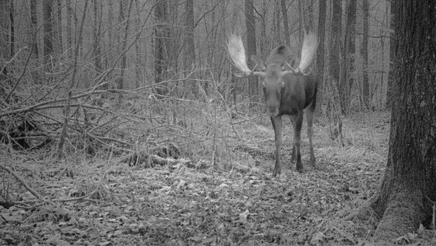 Ein Elch in der Donaustadt? Ein Mail sorgt für reichlich Aufregung.