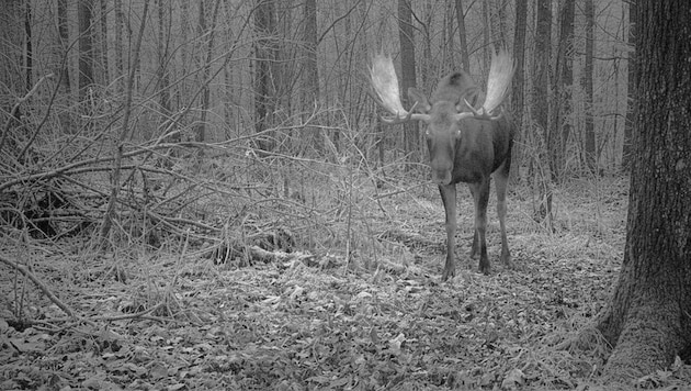 A moose in the Danube city? An email is causing quite a stir.