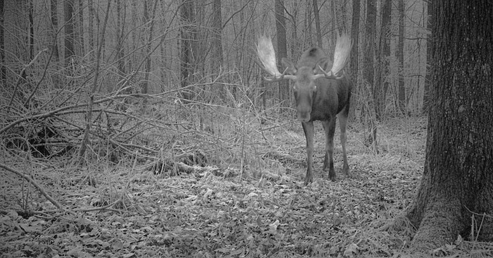 A moose in the Danube city? An email is causing quite a stir.