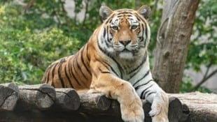 Das Raubtier wurde 17 Jahre alt.