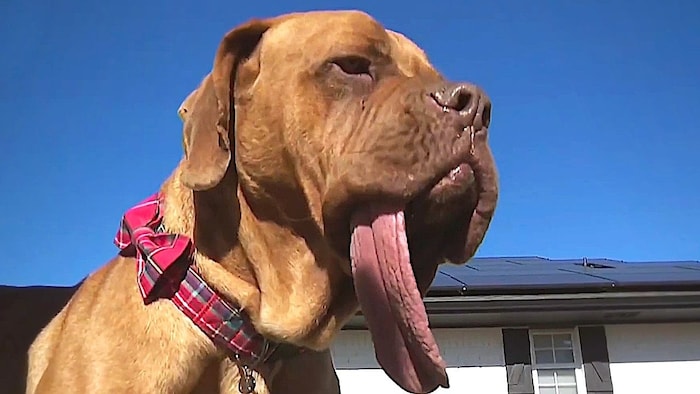 „Ozzy“ ist ein wahrer Hingucker.