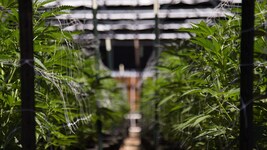 Cannabis hat laut einer australischen Studie keinen belegbaren Nutzen bei Depressionen, ...