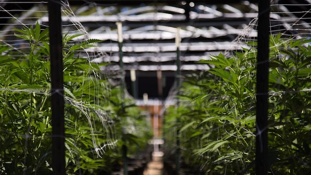 Das tatverdächtige Trio soll in Stammersdorf zwei geheime Cannabisplantagen betrieben haben ...