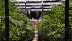 Cannabis hat laut einer australischen Studie keinen belegbaren Nutzen bei Depressionen, ...