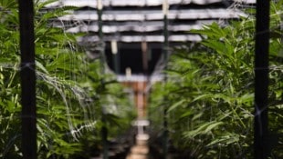 Cannabis hat laut einer australischen Studie keinen belegbaren Nutzen bei Depressionen, ...