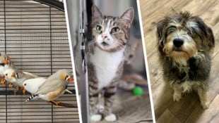 Elf Zebrafinken, Katze Chicca und der aktive Terrier Rudi halten noch Ausschau nach ihren ...