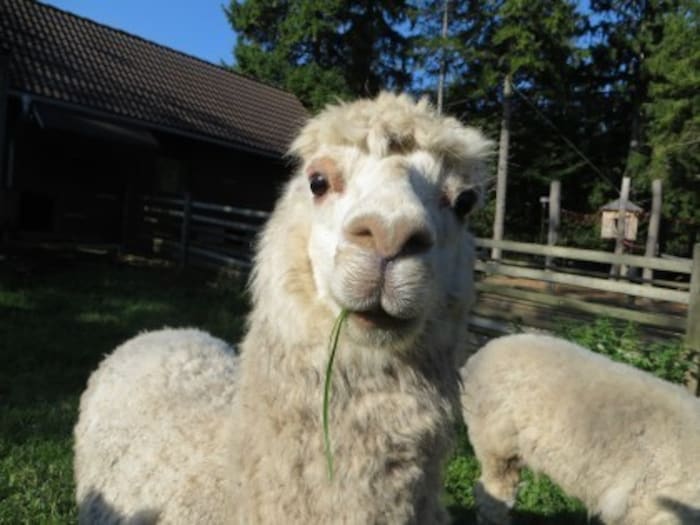 Ein Bild sagt mehr als tausend Worte