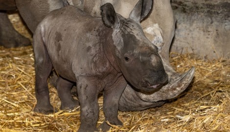 Das niedliche Nashorn-Baby wurde nur eine Woche alt.