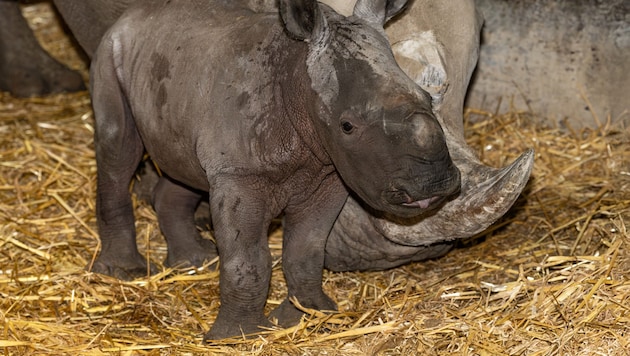 Das niedliche Nashorn-Baby wurde nur eine Woche alt.