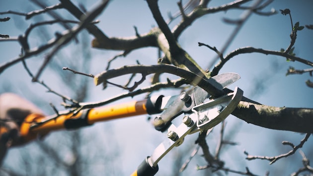 Genau hinsehen sollten Obstbaumbesitzer während der Vegetationsruhe.