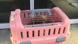 Die kleine „Elsa“ wurde einfach in der Kälte ausgesetzt.