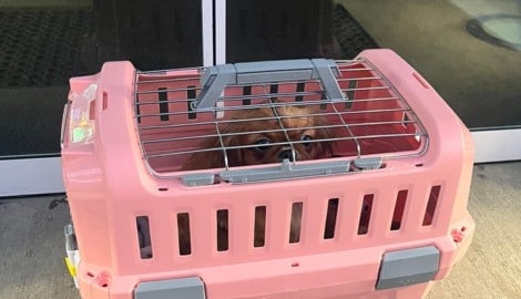 Die kleine „Elsa“ wurde einfach in der Kälte ausgesetzt.