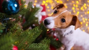 Nicht nur Bücher und Elektronik landen zu Weihnachten in vielen Haushalten unterm Christbaum, ...