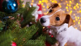 Nicht nur Bücher und Elektronik landen zu Weihnachten in vielen Haushalten unterm Christbaum, ...