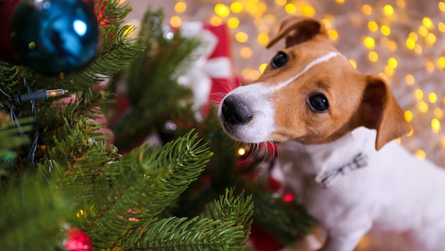 Nicht nur Bücher und Elektronik landen zu Weihnachten in vielen Haushalten unterm Christbaum, ...