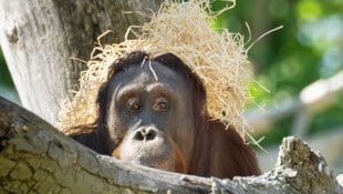 DANIEL ZUPANC Tarnen und täuschen: Er ist schon drin und braucht keine Eintrittskarte.