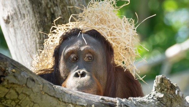 Tarnen und täuschen: Er ist schon drin und braucht keine Eintrittskarte.