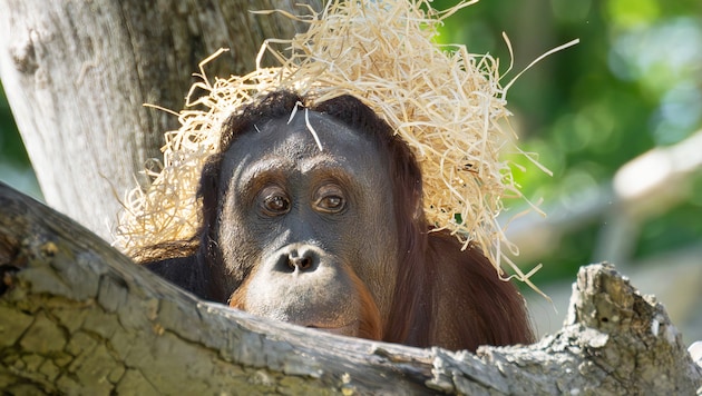 Tarnen und täuschen: Er ist schon drin und braucht keine Eintrittskarte.
