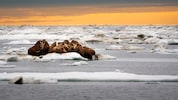 Walrösser: Opfer des Klimawandels und des schmelzenden Eises und der Bilanz des WWF als ...