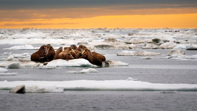 Walrösser: Opfer des Klimawandels und des schmelzenden Eises und der Bilanz des WWF als ...
