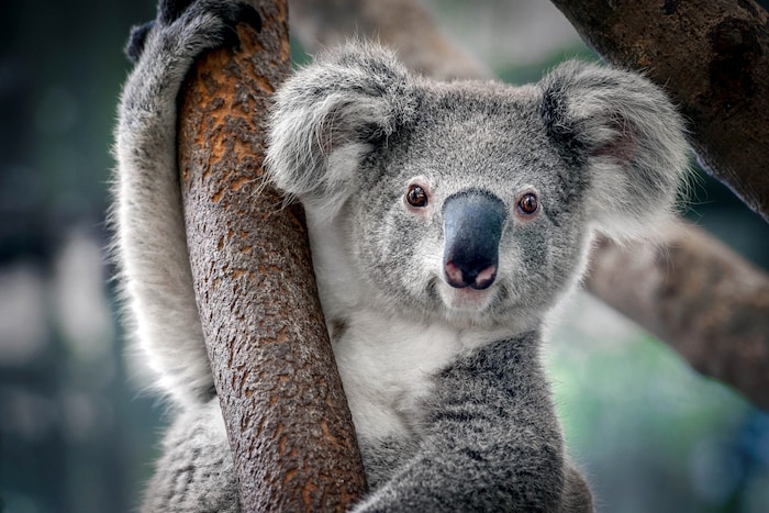 In Australien werden neue Rückzugs-Gebiete für die entzückenden Koalas geschaffen.