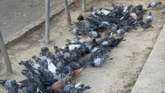 Für die direkten Anrainer ist die Situation eine Belastung. Das bestätigt jetzt auch der Bezirk.