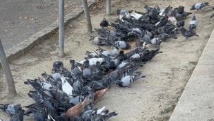 Für die direkten Anrainer ist die Situation eine Belastung. Das bestätigt jetzt auch der Bezirk.