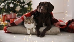 Für stressfreie Feiertage für Tiere und Halter