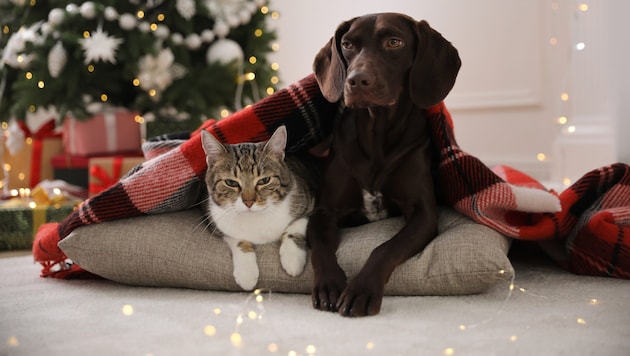 Für stressfreie Feiertage für Tiere und Halter