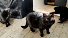 Gesund und munter: Kater Momo, Mariko und Katze Elara unter Gabriele Drechslers Obhut. 