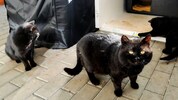 Gesund und munter: Kater Momo, Mariko und Katze Elara unter Gabriele Drechslers Obhut. 