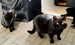 Gesund und munter: Kater Momo, Mariko und Katze Elara unter Gabriele Drechslers Obhut. 
