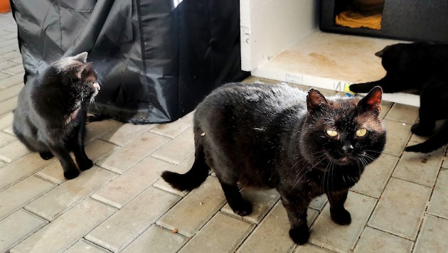 Gesund und munter: Kater Momo, Mariko und Katze Elara unter Gabriele Drechslers Obhut.