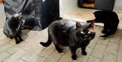 Gesund und munter: Kater Momo, Mariko und Katze Elara unter Gabriele Drechslers Obhut. 