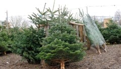 Heimische Produzenten bieten prächtige Christbäume.