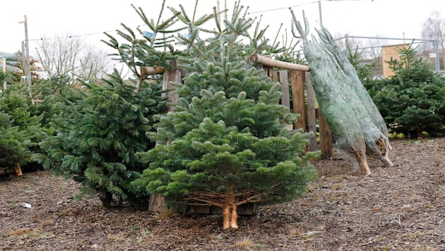 Heimische Produzenten bieten prächtige Christbäume.