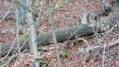 Der Verletzte musste am Unglücksort reanimiert werden (Symbolfoto).